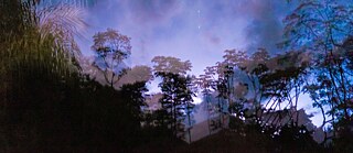 ein in blau- und lilafarben getauchter Abendhimmel mit Palmen und Gewächsen im Vordergrund, diese sind schwarz mit helleren Akzenten die sie wie Schatten erscheinen lassen