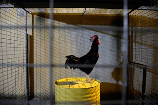 Canlı bir horoz serginin çok özel bir parçası – Andreas Papamichael'in bir enstalasyonu.