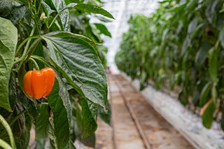 Ein frischer Paprika.