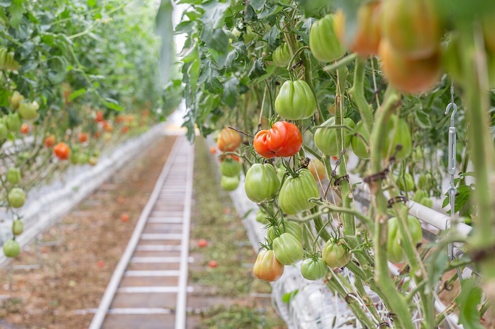 Tomatoes being grown at Lufa Farm’s Saint-Laurent site.