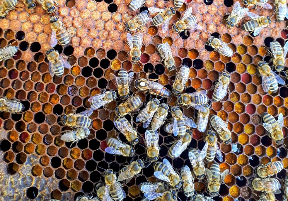 Pomocí včelího tance informuje včela průzkumnice o poloze nového zdroje potravy.