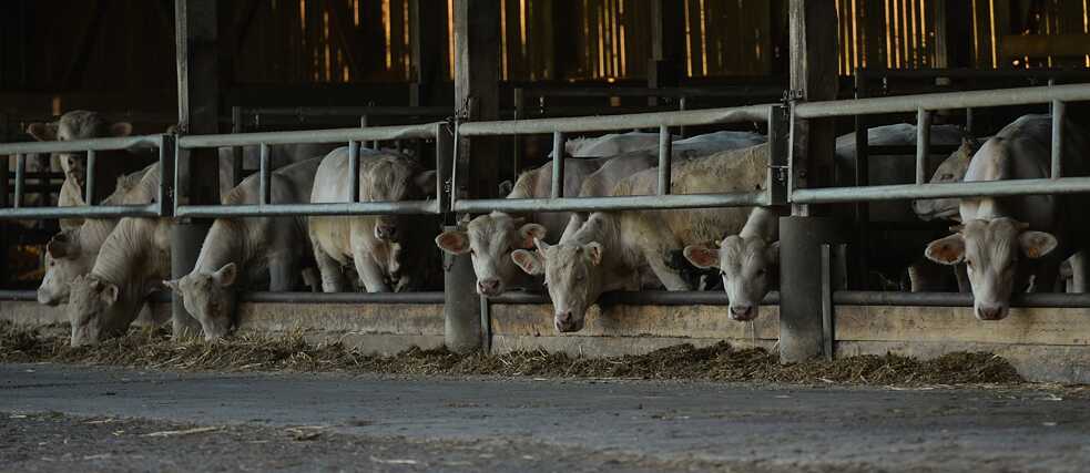Vacas en un establo