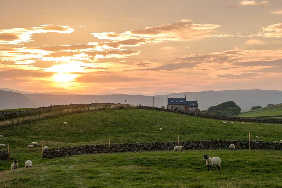 Borregos en un campo al atardecer.