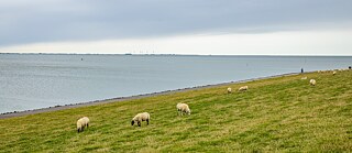 Schafe auf Nordstrand 