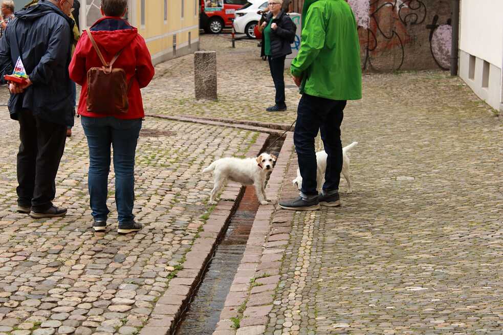 Einer der vielen „Bächle“, die durch die Stadt fließen