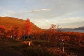 Wald in Nordschweden