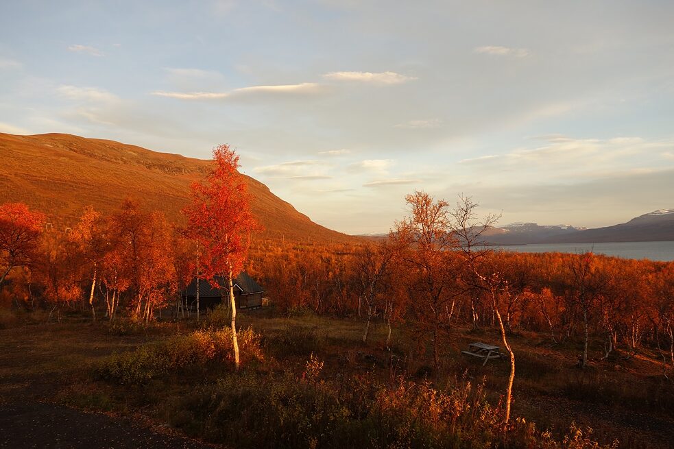 Wald in Nordschweden
