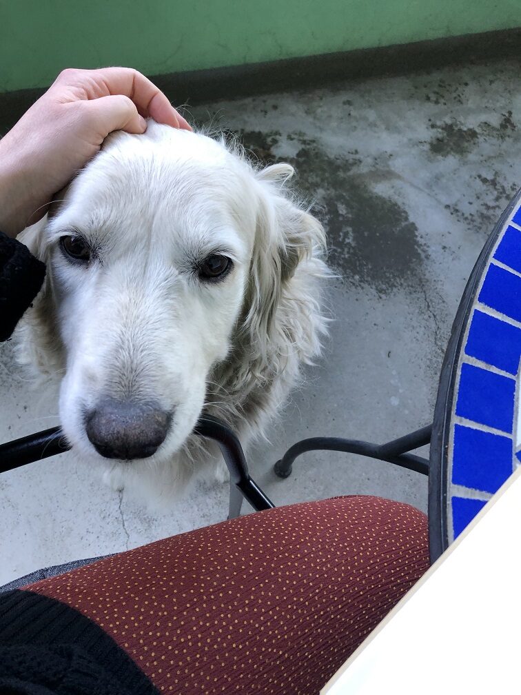 Bella lebt auch auf dem Hinterhof – wir haben uns schon angefreundet!