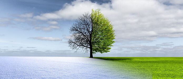 Tree - Transition from fall to winter