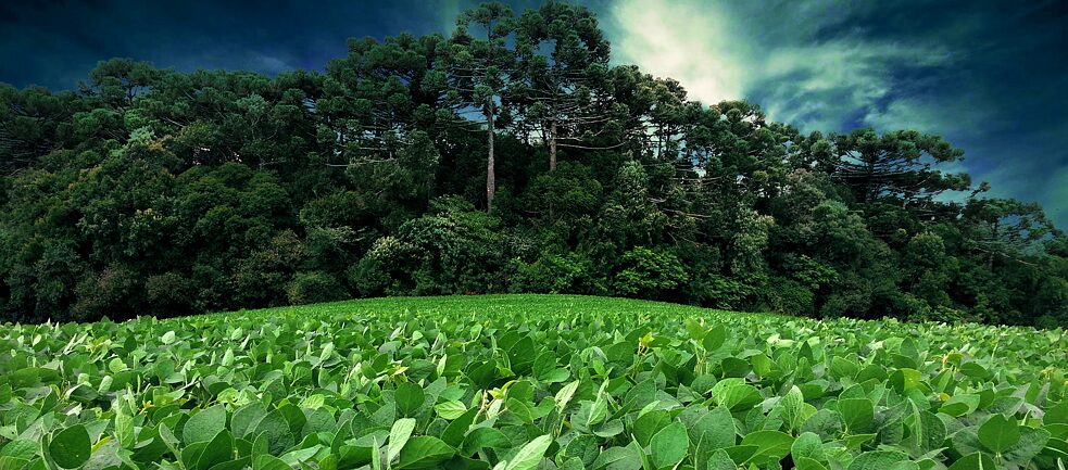 Soybean field in Brazil.