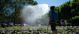 If it is hot and dry, only watering will help. If there is currently no gardener available, as is the case here in Mainz, any help is welcome – this is why in Berlin residents have been asked to "Hose the Hood!"