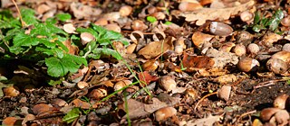 The drier it is, the more acorns there are. Whereas the trees used to undergo mast seeding only every few years, this is now the case almost every year.