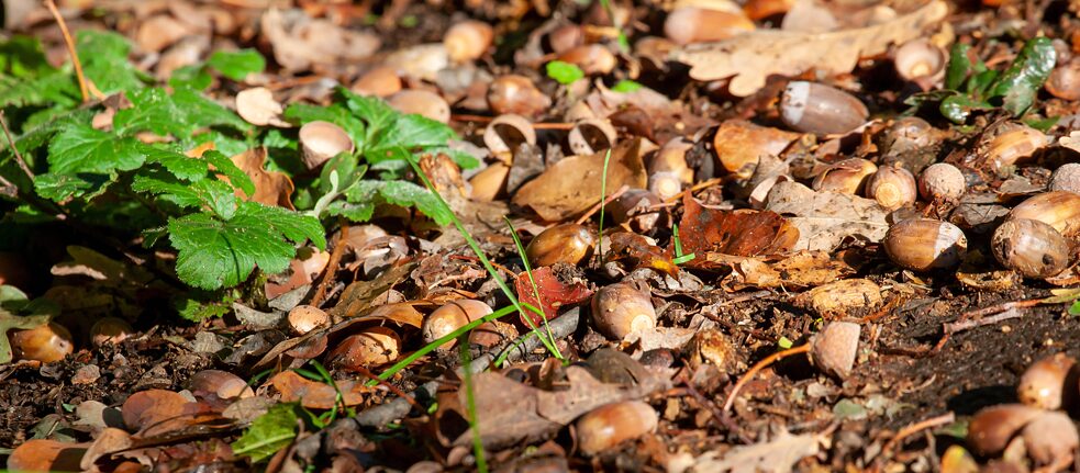 Je trockener, desto mehr Eicheln: Standen die Bäume früher nur alle paar Jahre in Vollmast, ist dies nun nahezu jährlich der Fall. 