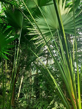 Im Palmenhaus