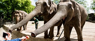 zwei Elefanten im Zoo strecken ihre Rüssel weit vor, eine Hand hält ihnen einen Apfel entgegen