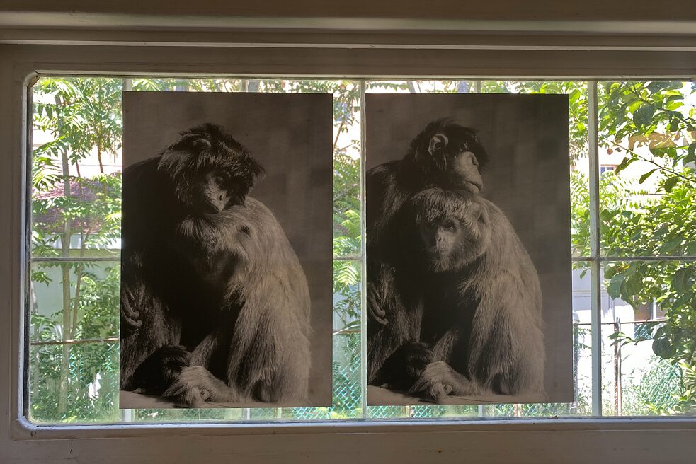 You can see two pictures hanging on a window. On the pictures you can see two monkeys leaning on each other and hugging.