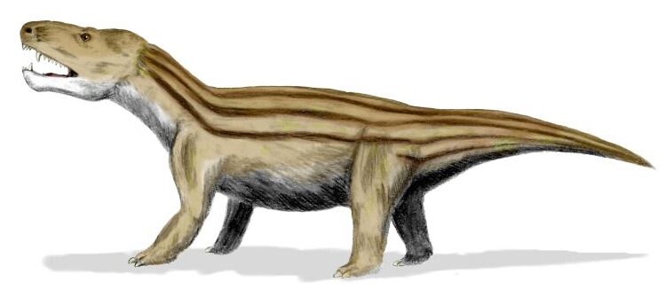 Cynognathus, ein Cynodont der Trias