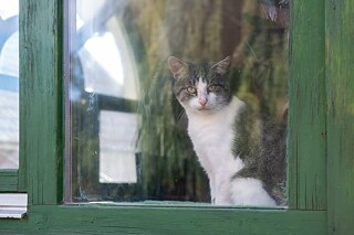 Warten auf das Herrchen