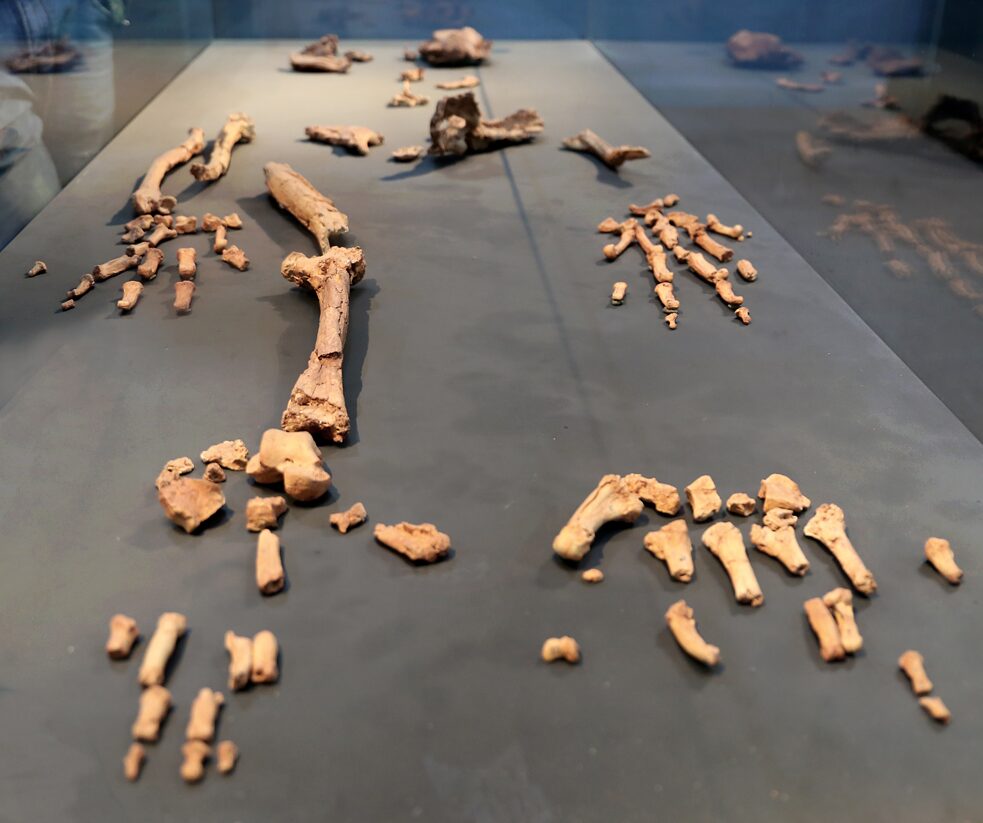 Pozostatky ardipiteka aramiského staré asi 4,4 milióna rokov v paleontologickej zbierke etiópskeho Národného múzea v Addis Abebe.