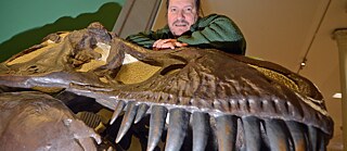 Der Dinosaurierforscher Eberhard Frey steht im Staatlichen Museum für Naturkunde Karlsruhe (Baden-Württemberg) an einem Schädelabguss des Raubsauriers Tyrannosaurus rex.