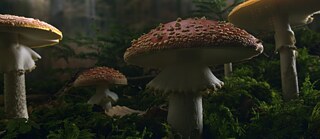 Eine Szene aus "Das geheime Leben der Bäume"