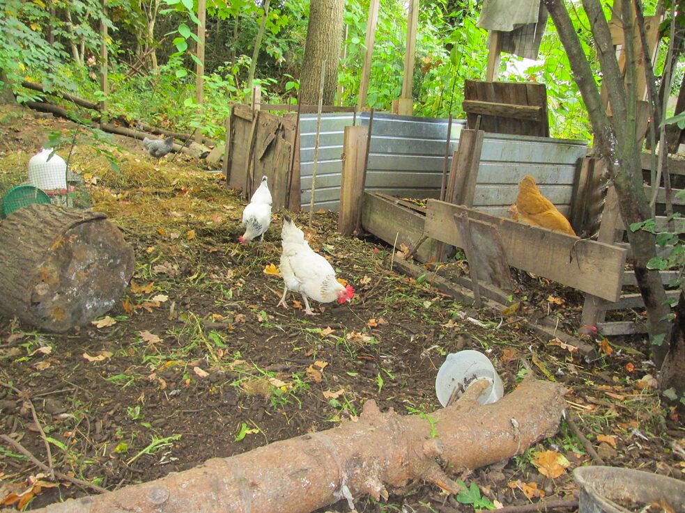 2n40: Chicken in the garden