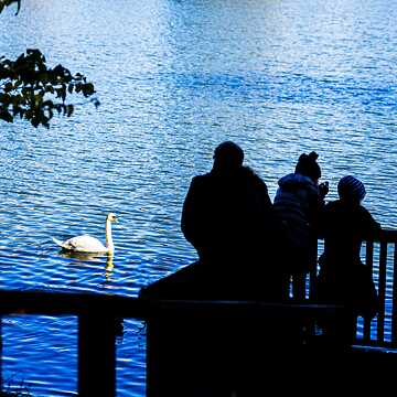 Ein Schwan am Weißensee