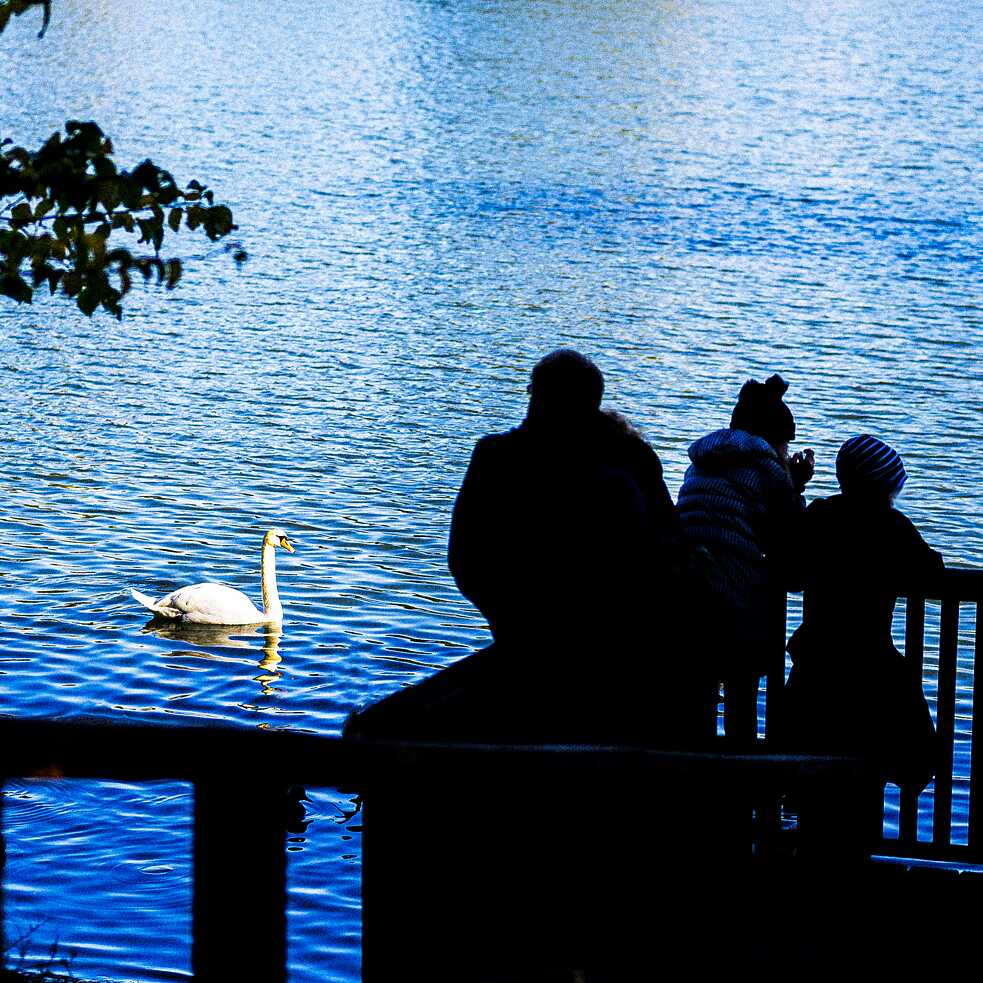A swan at Weissensee in Berlin
