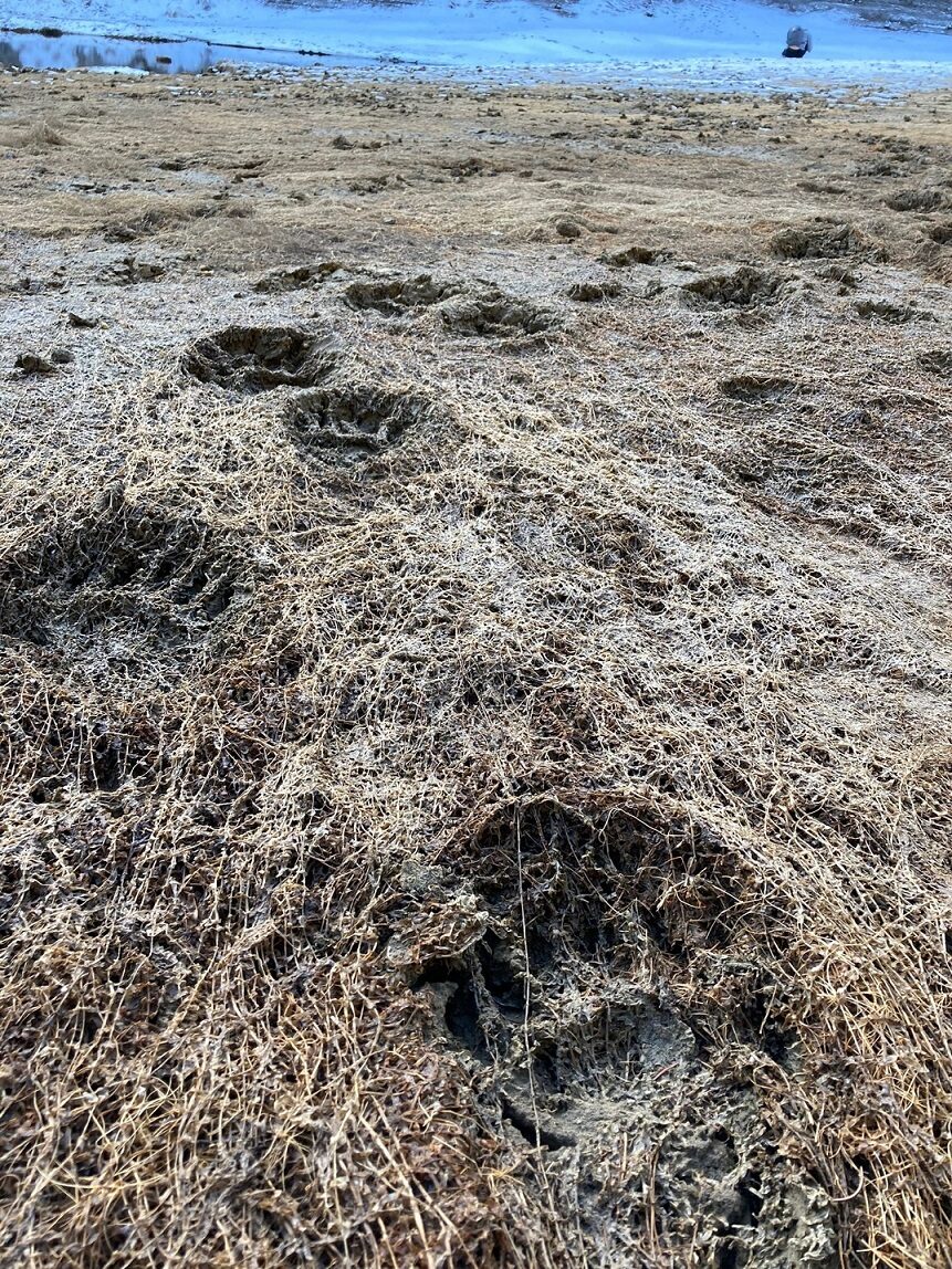Bärenspuren im Schlamm