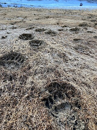 Bärenspuren im Schlamm