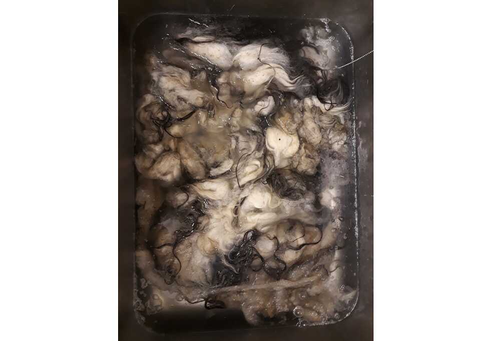 Washing raw wool before carding.