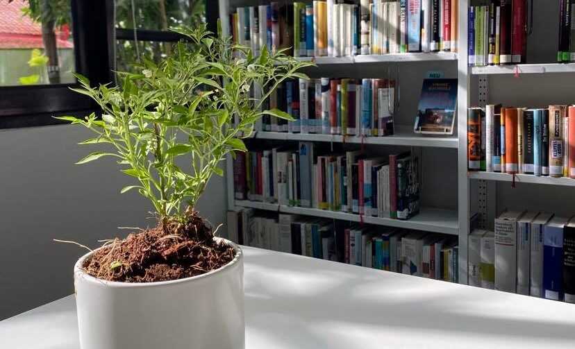 Chili plant