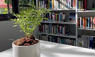 ต้นพริกในห้องสมุด © © สถาบันเกอเธ่ ต้นพริกในห้องสมุด