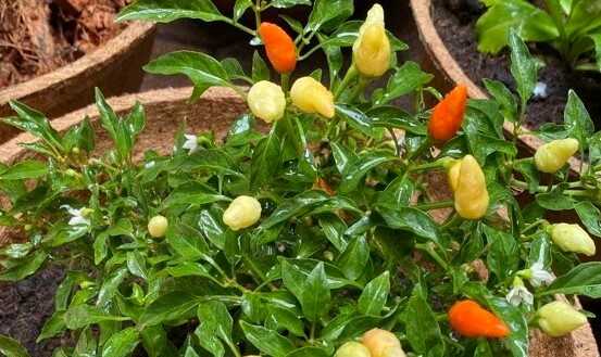 Chili plant