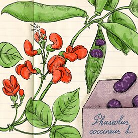 Насіння з бібліотеки 2.0 square