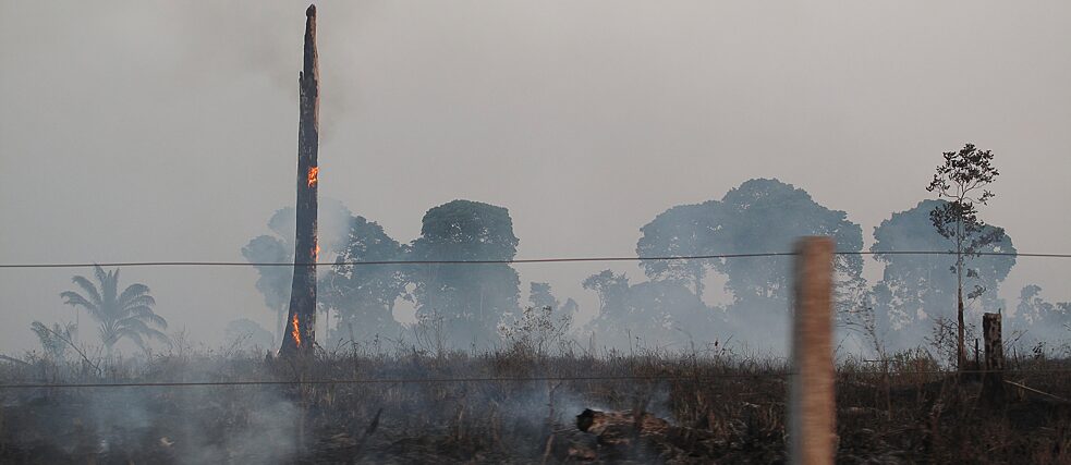 A Brazil nut tree burning inside the agroextractivist settlement project Praialta Piranheira, city of Nova Ipixuna, in the state of Pará. Brazil, 2010. 