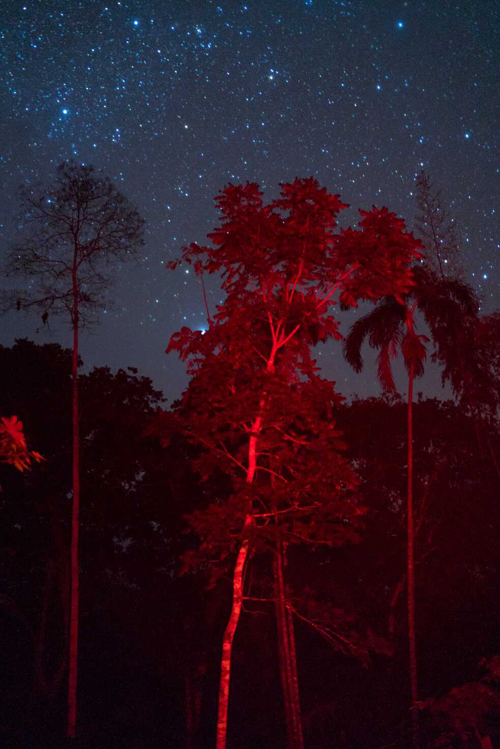 Los árboles de la selva son centros de biodiversidad que aseguran la continuación de la vida.