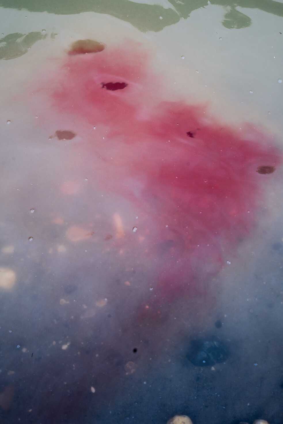 Sangre de un bagre en el río Bobonaza. 