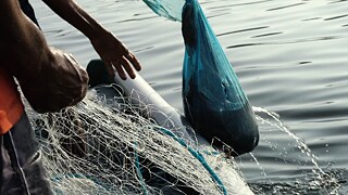 Una bolsa de plástico es sacada del agua.