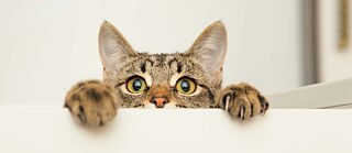 Kinderuni Curiosity Contest © ©Goethe-Institut / Kids Interative Kinderuni Curiosity Contest