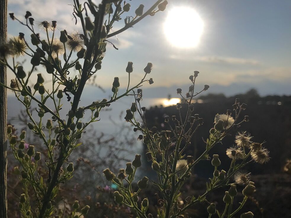 Antalya und seine wilden Pflanzen…