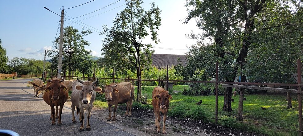 Impressionen aus Georgien