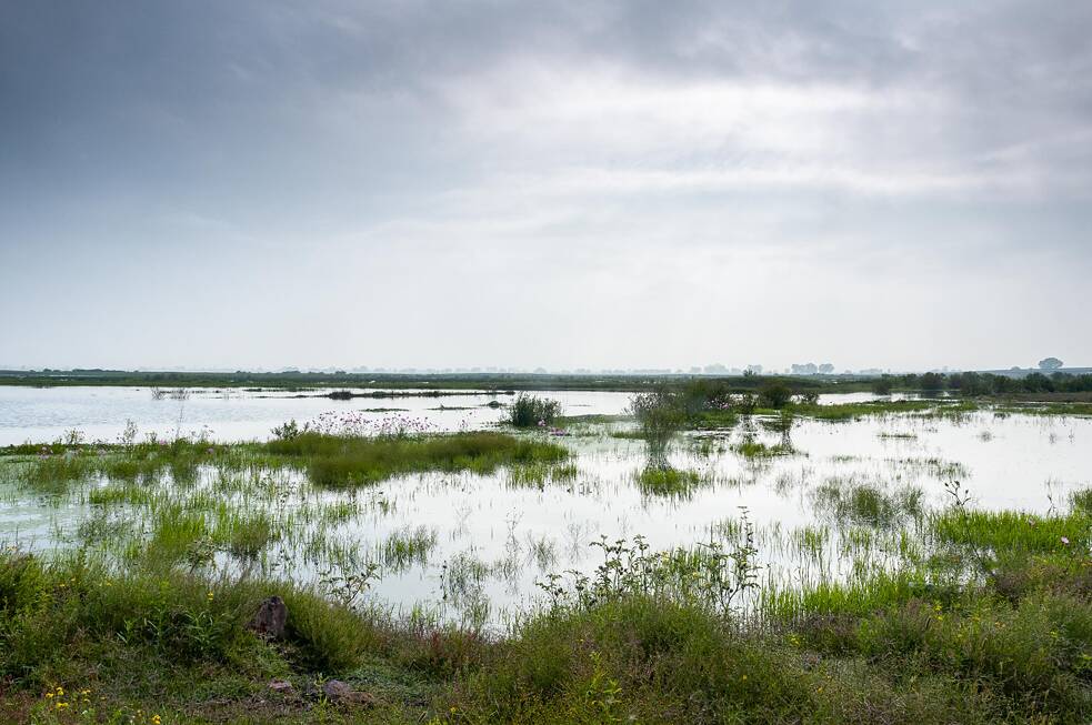 El paisaje de la charca vibra con la sonoridad animal de aves y zancudos.