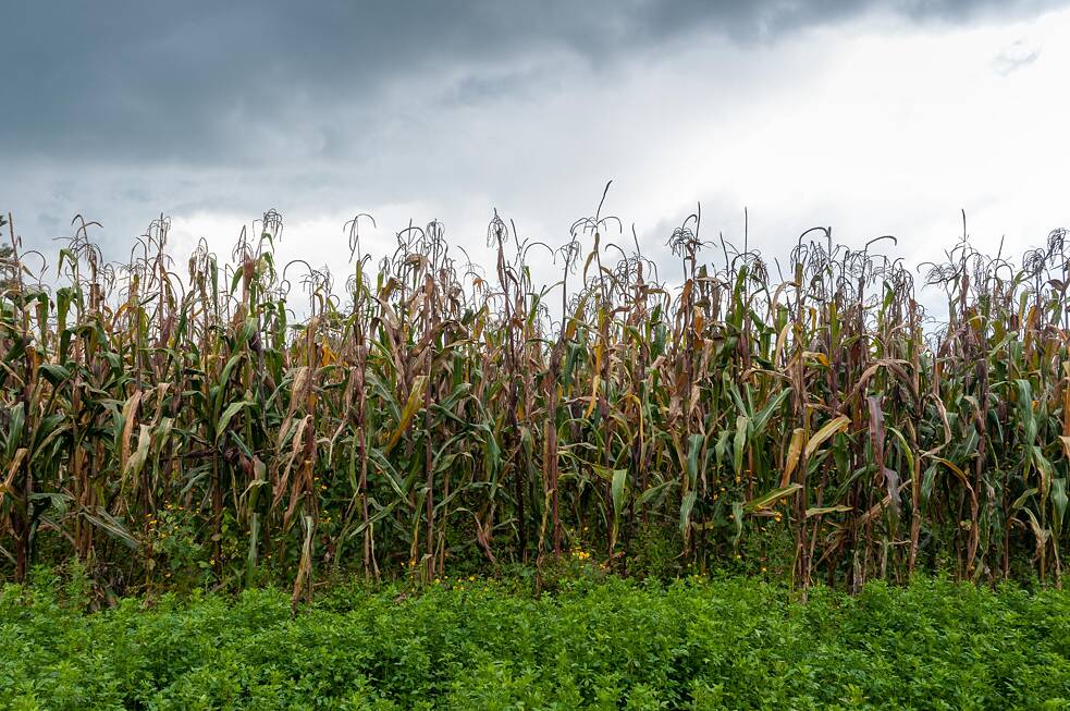 La parcela de la familia del Valle se distingue entre las parcelas contiguas debido al cultivo de maíz criollo.