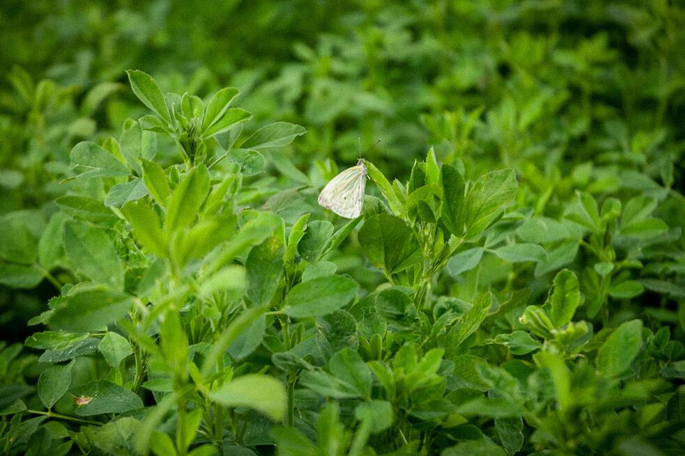 Distintas especies de polinizadores, como las mariposas blancas, habitan la parcela que visitamos.