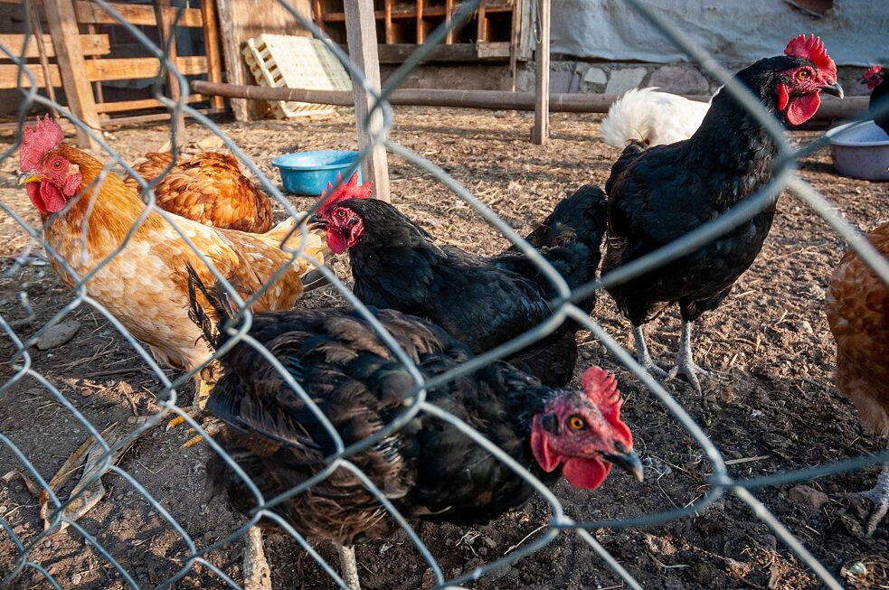 Part of the energy and food chain, the family’s chickens provide their eggs free of hormones and other substances used by the poultry industry. 