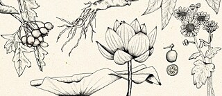 Botanische Zeichnung mit in China heimischen Pflanzen