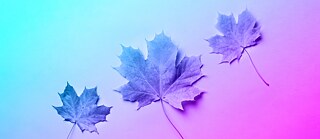 Herbst