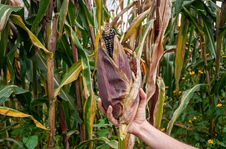 El maíz morado se asoma bajo las hojas de las mazorcas.
