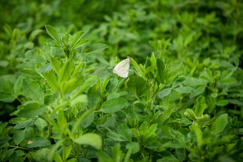 Distintas especies de polinizadores, como las mariposas blancas, habitan la parcela que visitamos.